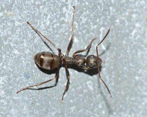 Field Ant