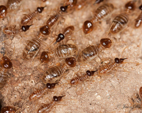 Dampwood Termites