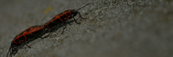 anona-slider-1